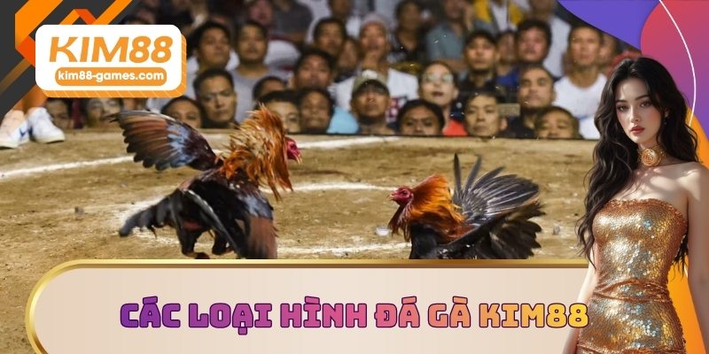 Các loại hình đá gà KIM88 được yêu thích Các loại hình đá gà KIM88 được yêu thích